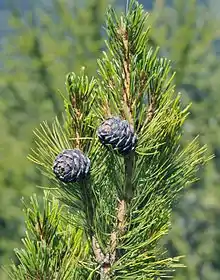 Stone pine cones on the tree