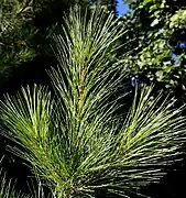 Leaves (needles) of new shoots in late summer