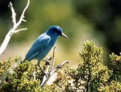 Pinyon jay, found in juniper-pinyon woodlands