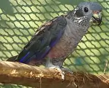 A grey parrot with dark grey wings and nape, and blue-tipped wings