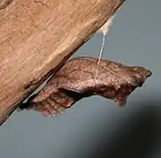 Pipevine swallowtail chrysalis