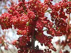 Inflorescence