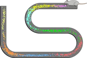 A drawing of a rat at one end of a curving path. Along the path, there are numerous dots in clusters, with each cluster a different color.