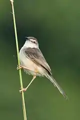 P. i. frankliniiTamil Nadu, India