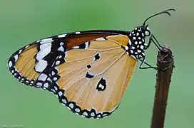 Resting with its wings closed