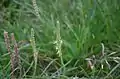 Plantago maritima