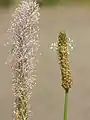 Plantago media stepposa