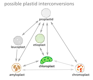 Many plastid interconversions are possible.