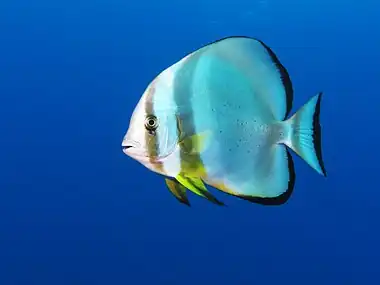 Platax Orbicularis in the Egyptian Red Sea