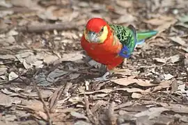 A red parrot with black-and-green wings and tail, blue-edged wings, yellow cheeks, and grey eye-spots