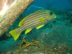 Plectorhinchus polytaenia