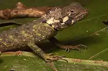 Blue-lipped Tree Lizard (Plica umbra)