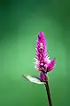 Plumed cockscomb flower and an insect