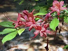 "Plumleaf Azalea