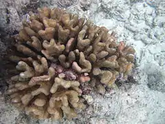 Pocillopora elegans