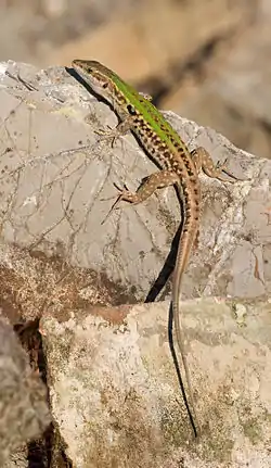 A mainland phenotype of Italian wall lizard with a lighter green-brown coloration