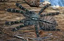 Poecilotheria rufilata