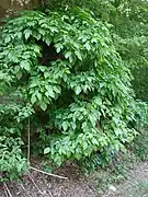 Poison ivy on a roadside