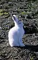 Greenland Arctic hareLepus arcticus groenlandicussnehare