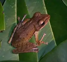 Image 35Common tree frog, Polypedates leucomystax, Rhacophoridae, southern to eastern Asia (from Tree frog)