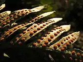 Polypodium vulgare