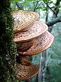 Forming "shelves" on the side of a tree