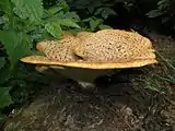 Polyporus squamosus