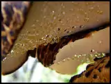 Polyporus squamosus secretion