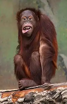 An orangutan