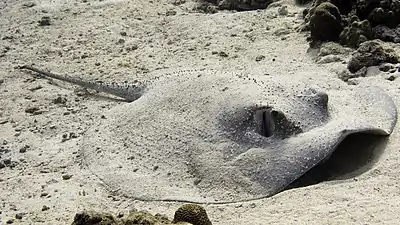 Round ribbontail ray from Lakshadweep JJH edit