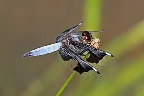 male, Gambia