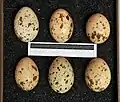 Eggs at Museum Wiesbaden, Germany