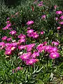 Spring flowers in the Postberg area during August to September