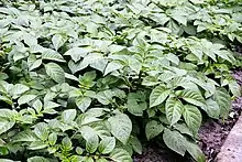 Potato plants