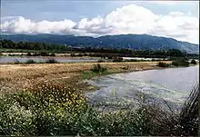 Pools of water separated by narrow strips of vegetation with mountains in the distance