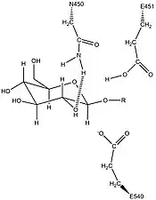 Predicted activity of the conserved Asn450 residue in stabilization of the β-glucuronidase sugar substrate