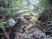 Prestoea acuminata var. montana on the banks of a creek, El Yunque