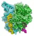 Molecular modeling of a bacterial DNA primase template.