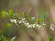 Close-up of flowers