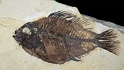 Cockerellites liops from Fossil Lake. An extinct perch. About 11.5 centimetres (4.5 in) long.