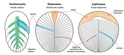 Anatomy of the three proarticulatan classes: Vendiamorpha, Dipleurozoa and Cephalozoa