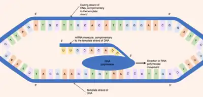 Two strands of DNA separated with an RNA polymerase attached to one of the strands and an RNA molecule coming out of the RNA polymerase