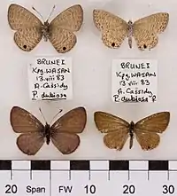 Specimens