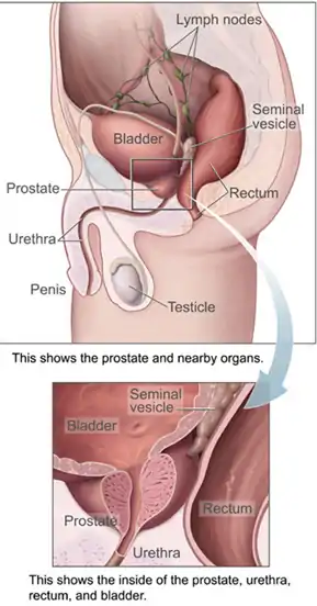 Position of the urethra in males