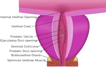 prostatic urethra