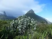 A medium-sized tree with Lion's Head in the background