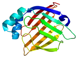 Structure of one of the FAB proteins known as Heart-type fatty acid binding protein.