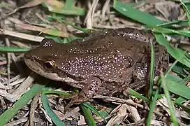 Boreal chorus frog