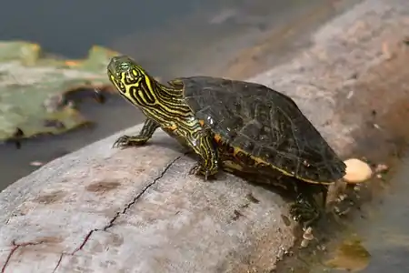 Texas river cooter (Pseudemys texana), in situ, Kerr County, Texas