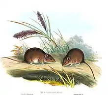 Gould's Mouse, Pseudomys gouldii, 1863, Mammals of Australia, J  Gould & H. C. Richter